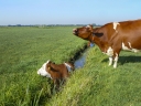 Do leaders who blame - Leave the Cow in the Ditch?